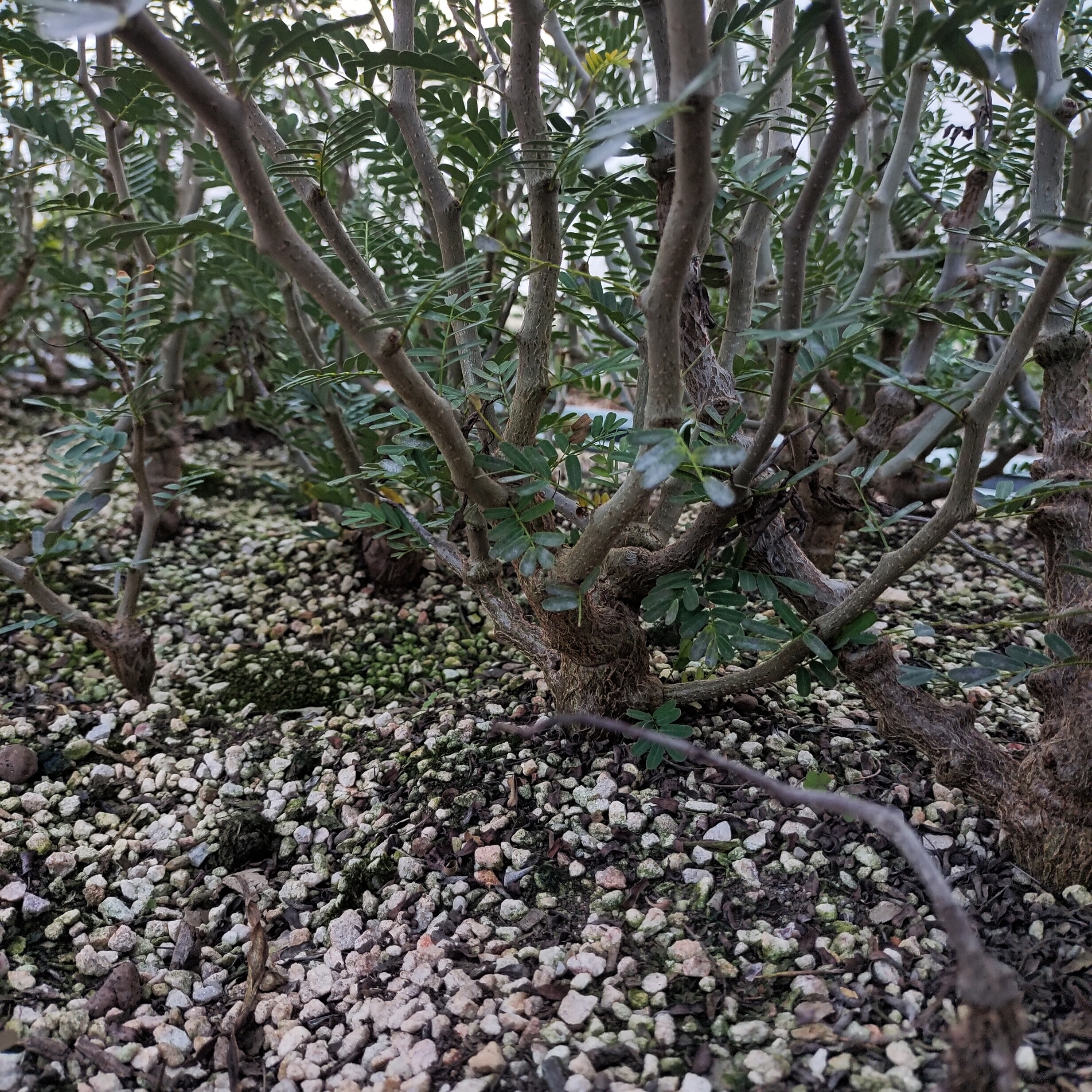 【龙球荟】沙漠苏木稀有块根  沙生植物多肉植物