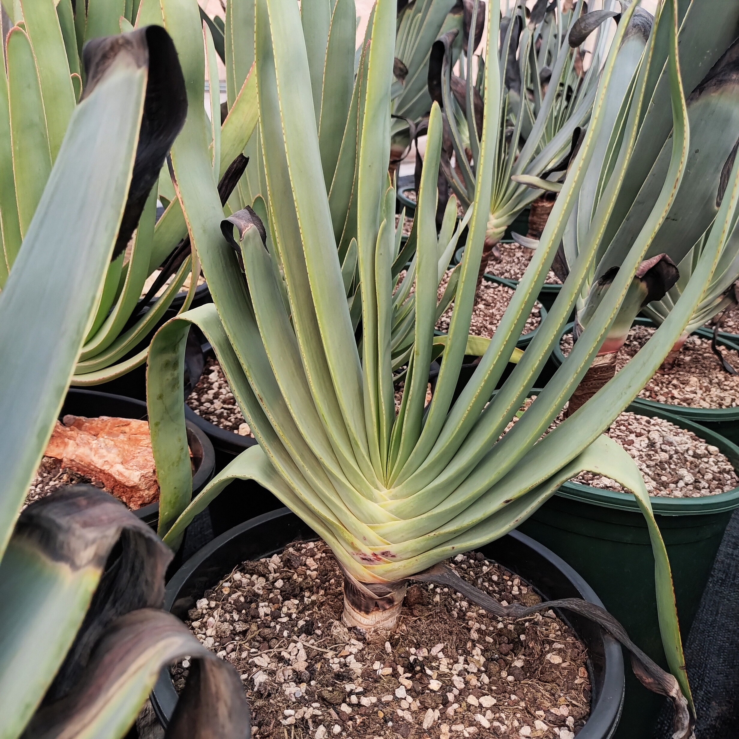 折扇芦荟原生芦荟耐晒稀有30cm  沙生植物多肉植物