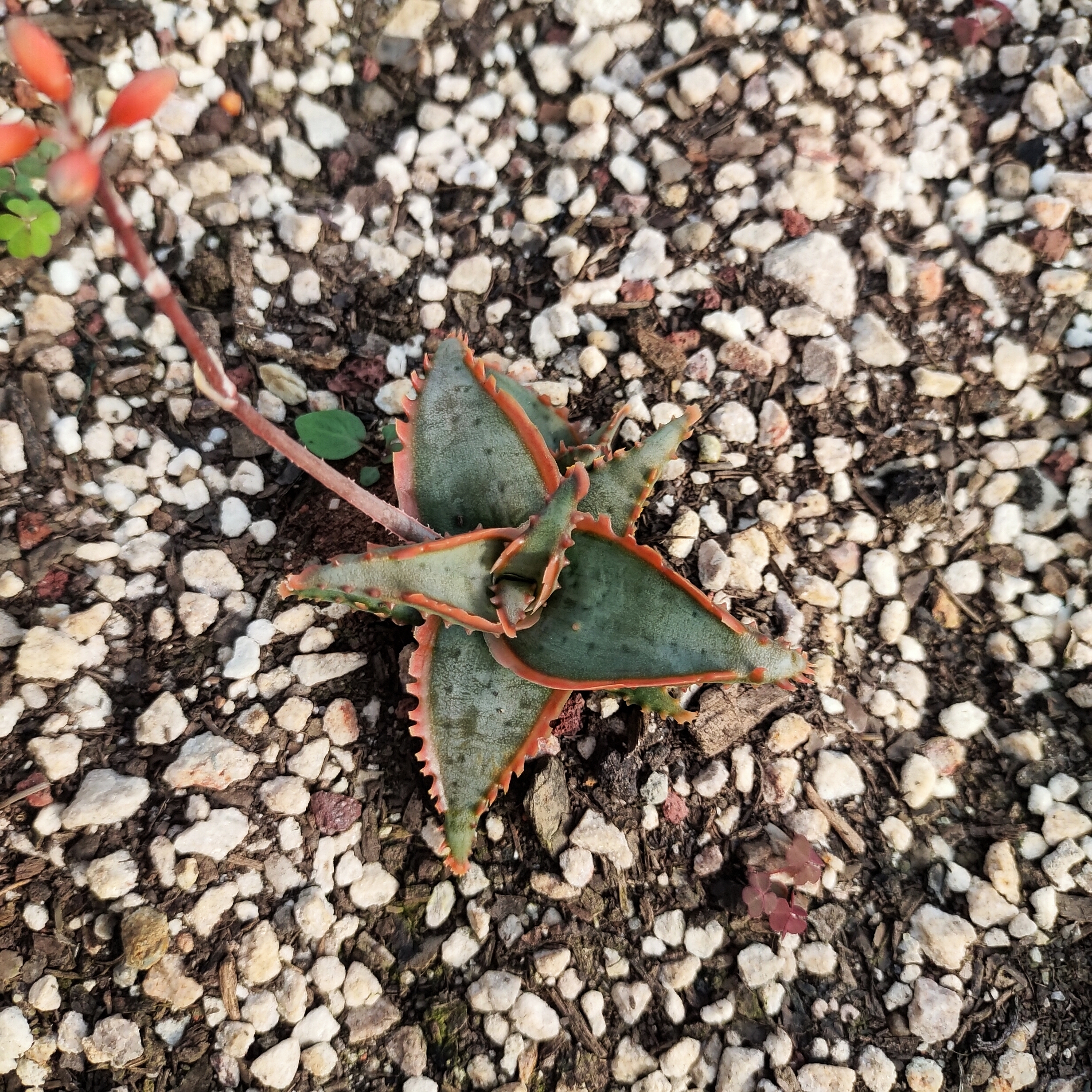 园艺芦荟优选稀有（图为母本）售芽3cm  沙生植物多肉植物