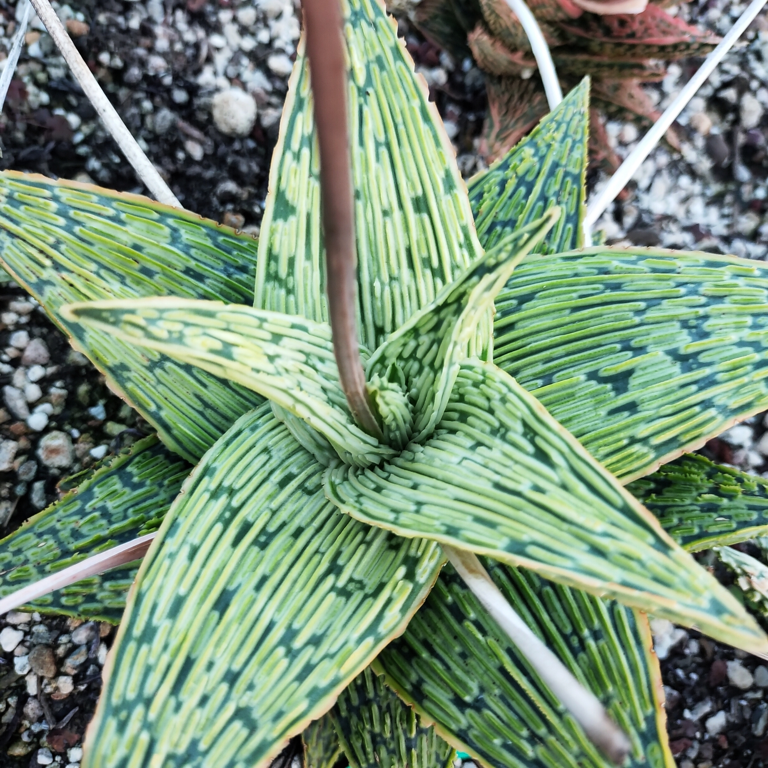 园艺芦荟优选稀有（图为母本）售芽3cm  沙生植物多肉植物