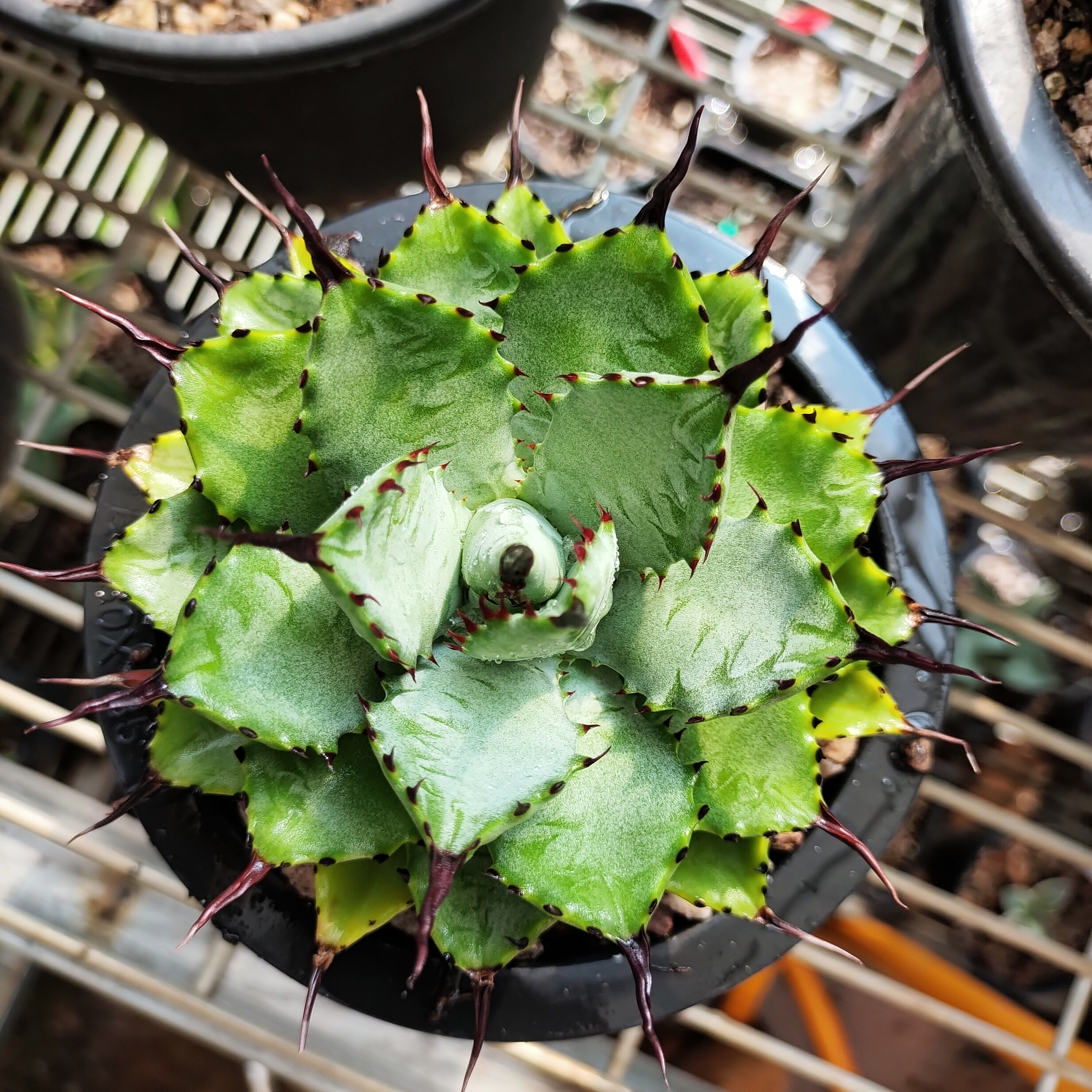 曲刺八雷龙舌兰稀有13cm  沙生植物多肉植物