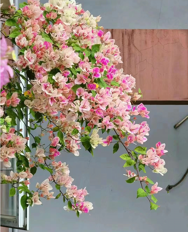 【漳红樱】三角梅盆栽爬藤植物庭院阳台观赏四季开花勤花带花发货