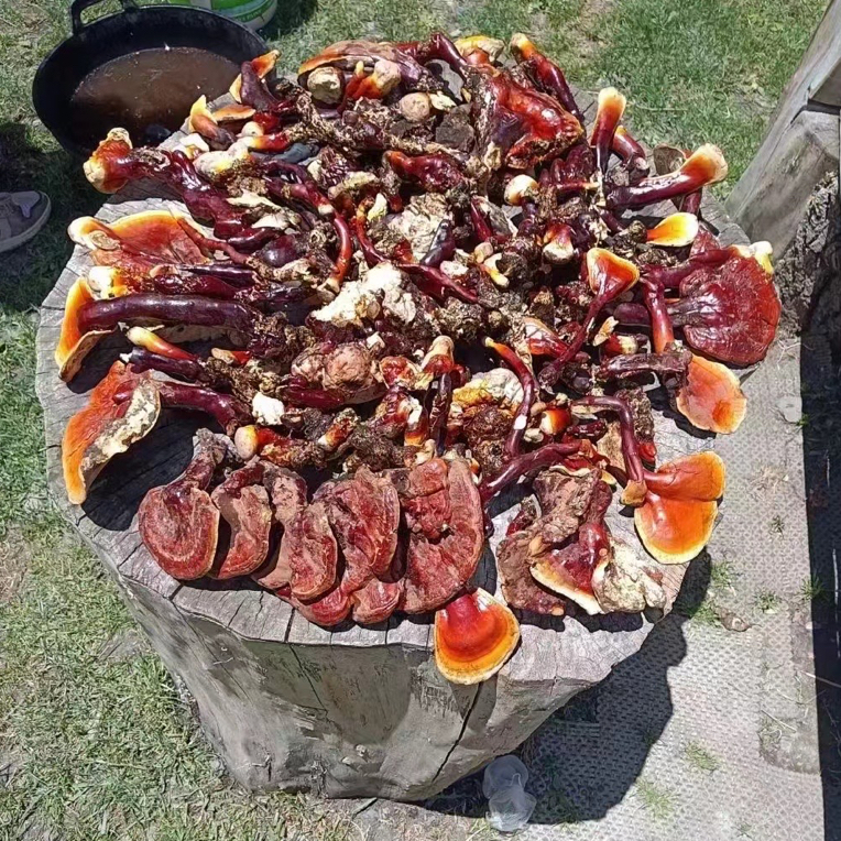 【2025年头茬】西藏野生白心白肉赤灵芝 （中小号）