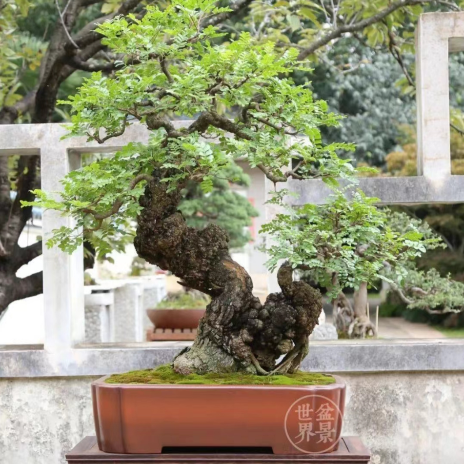 云南红芽清香木羊蹄甲盆景花卉幸运盆栽绿植赤楠-黑古茶请到木