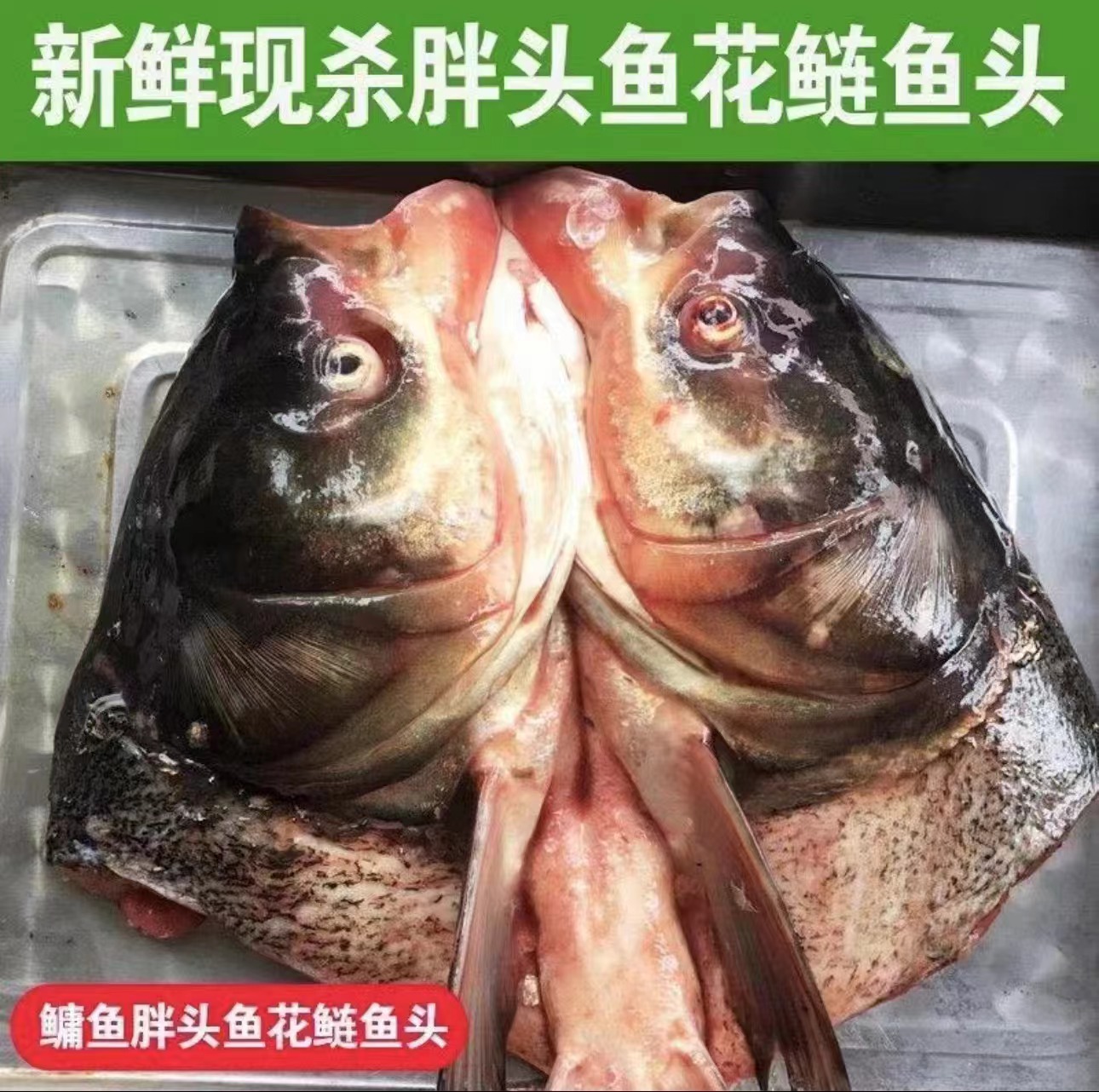 东北冷水大胖头鱼鱼头13斤（去鳃12-13斤）