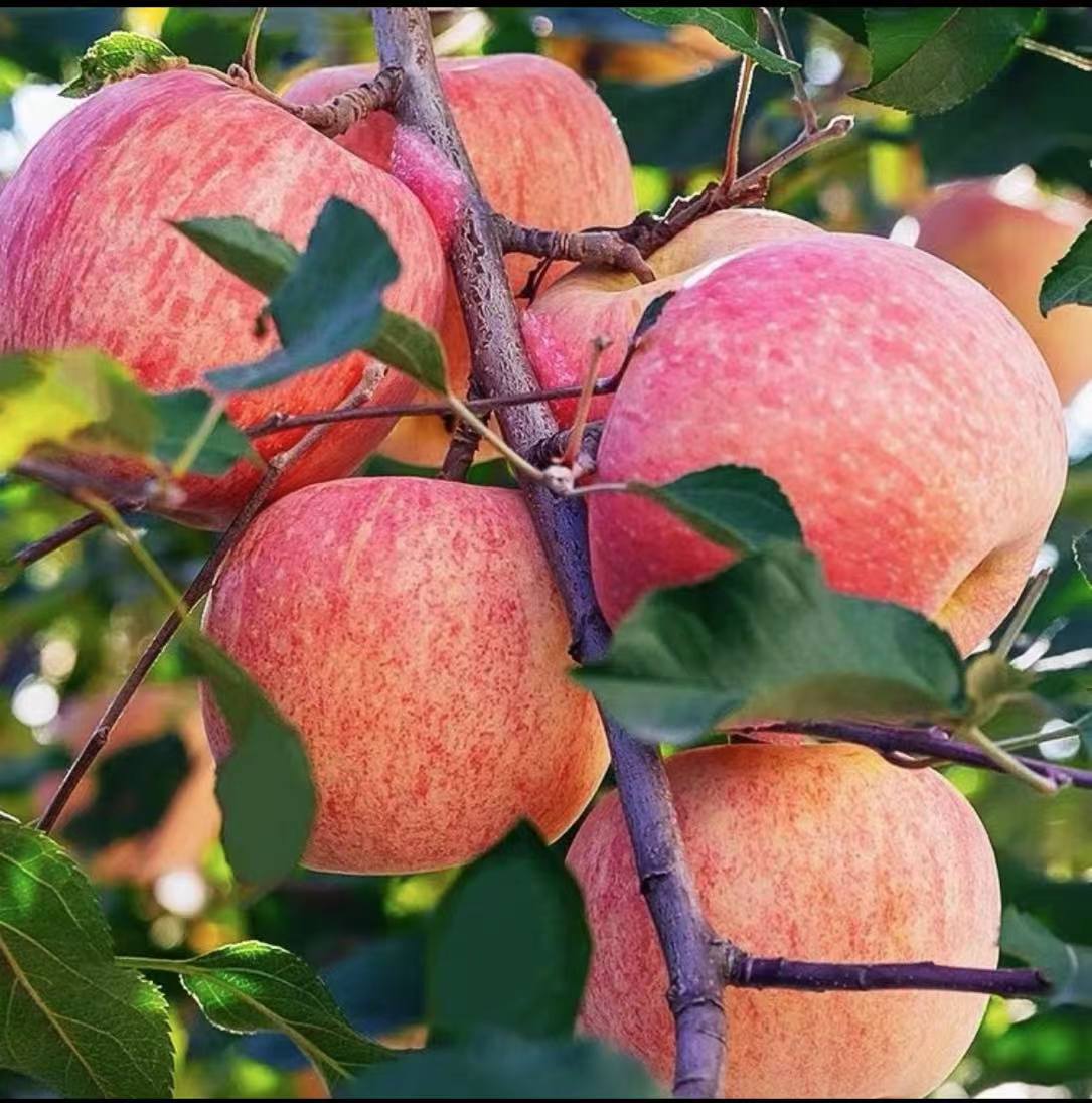 水果蔬菜 > 水果 > 苹果