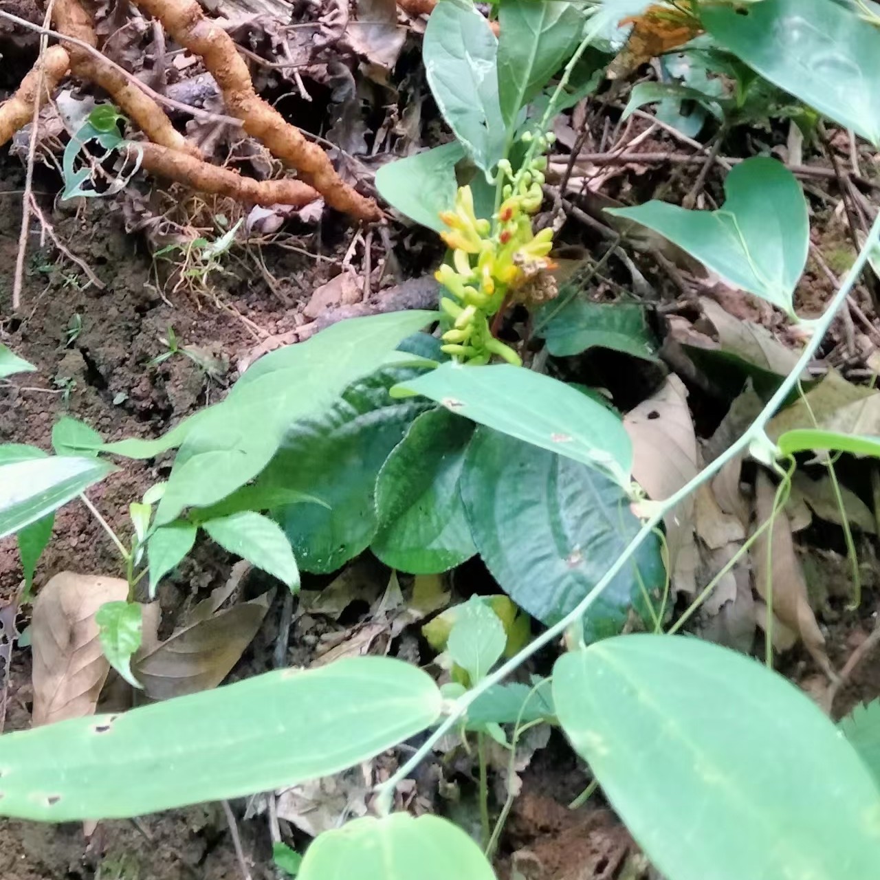 赣南黄花倒水莲，黄鸡兰（水洗干净）500-1000g干货