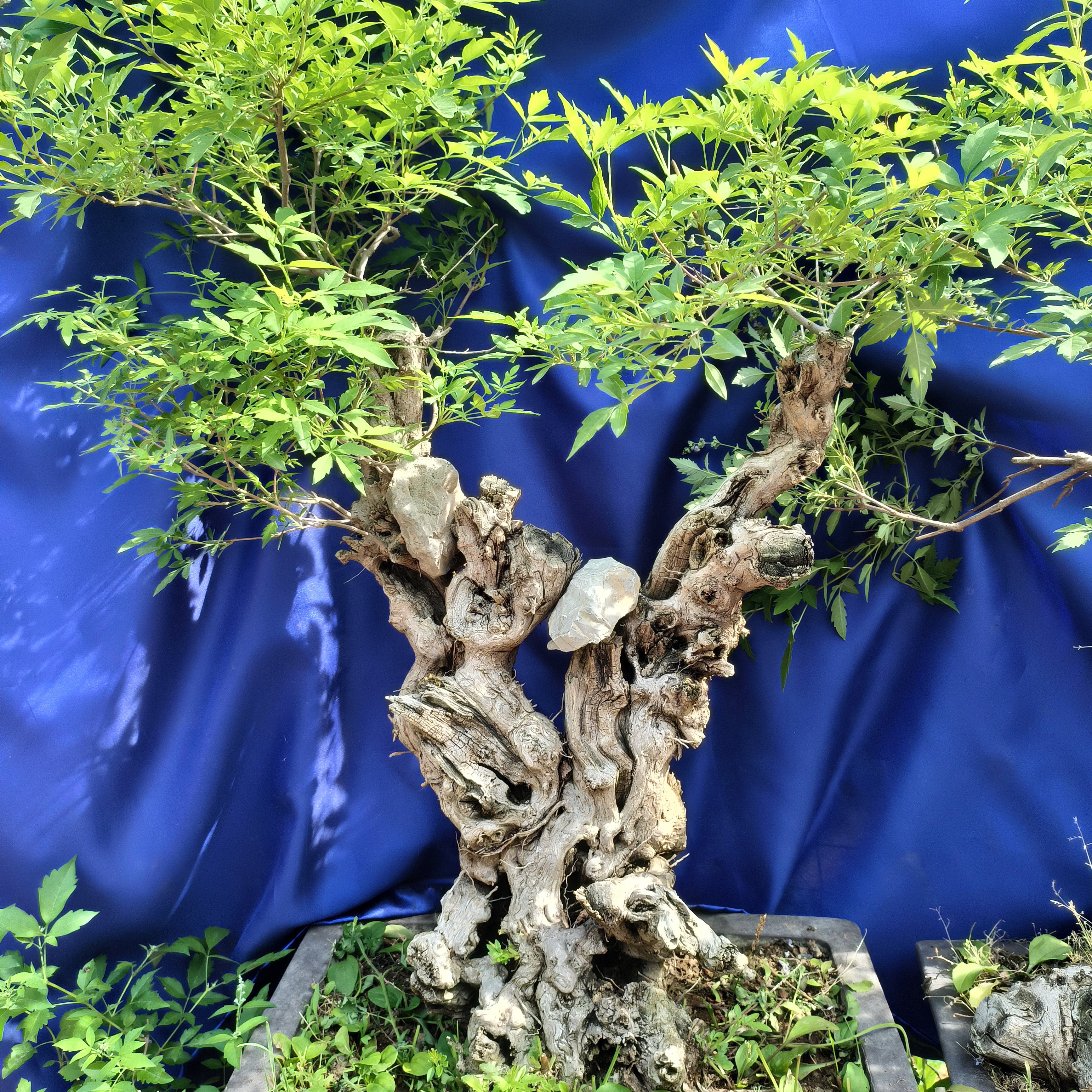 黄荆，耐寒耐旱很好养的一种盆景