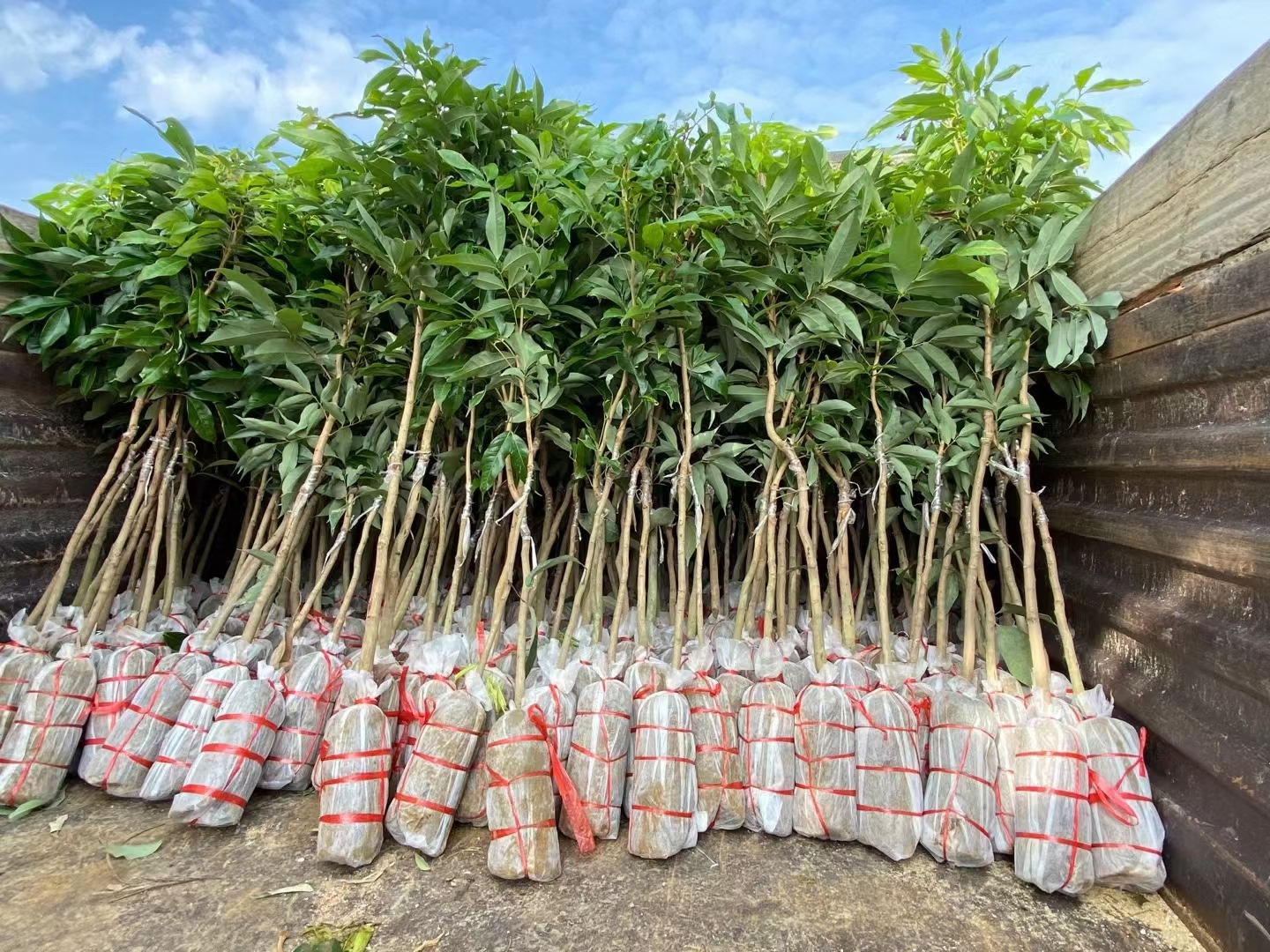 盆栽地栽园艺植物一物一拍