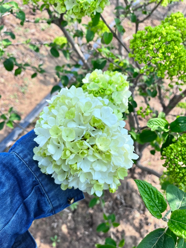 中华木绣球大花斗球包对版带花苞一物一拍中华木绣球绣球花