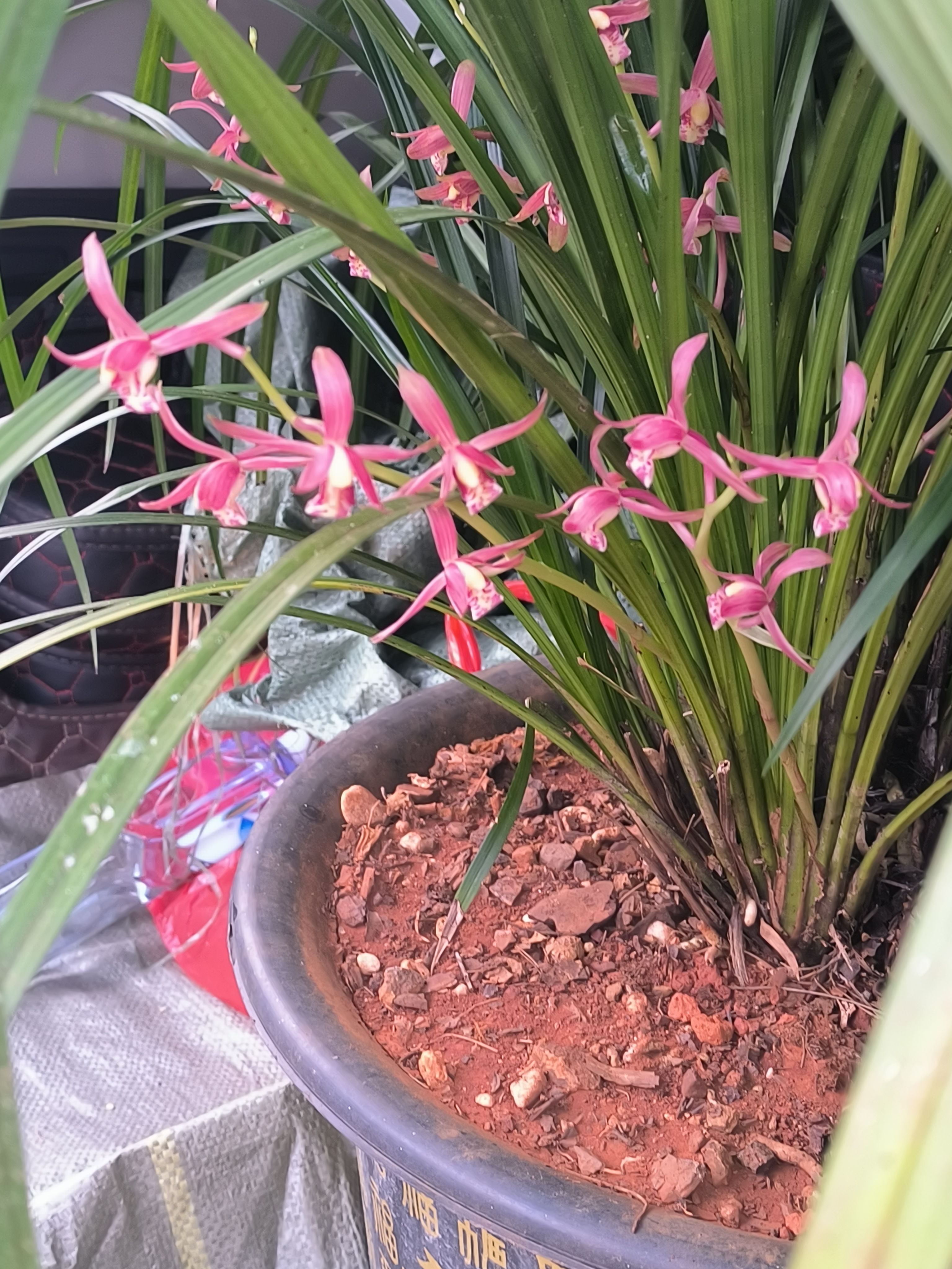 精品兰花一物一拍