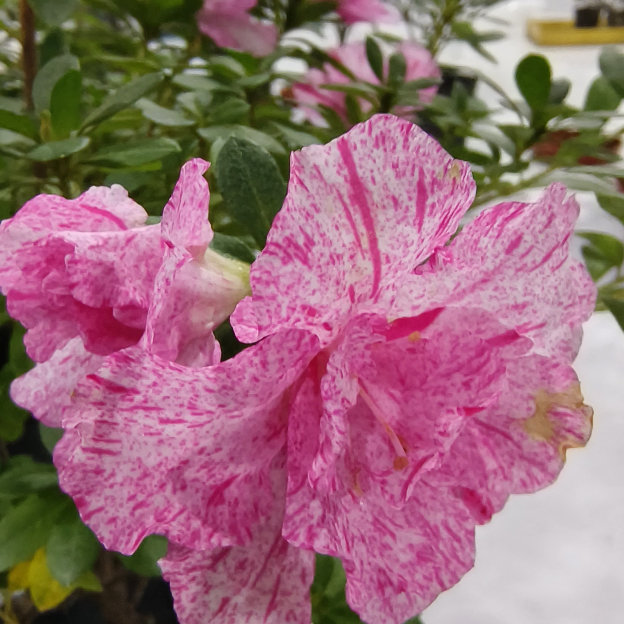 比利时四季多彩杜娟，花大色艳根系好，简单易活，小老桩，