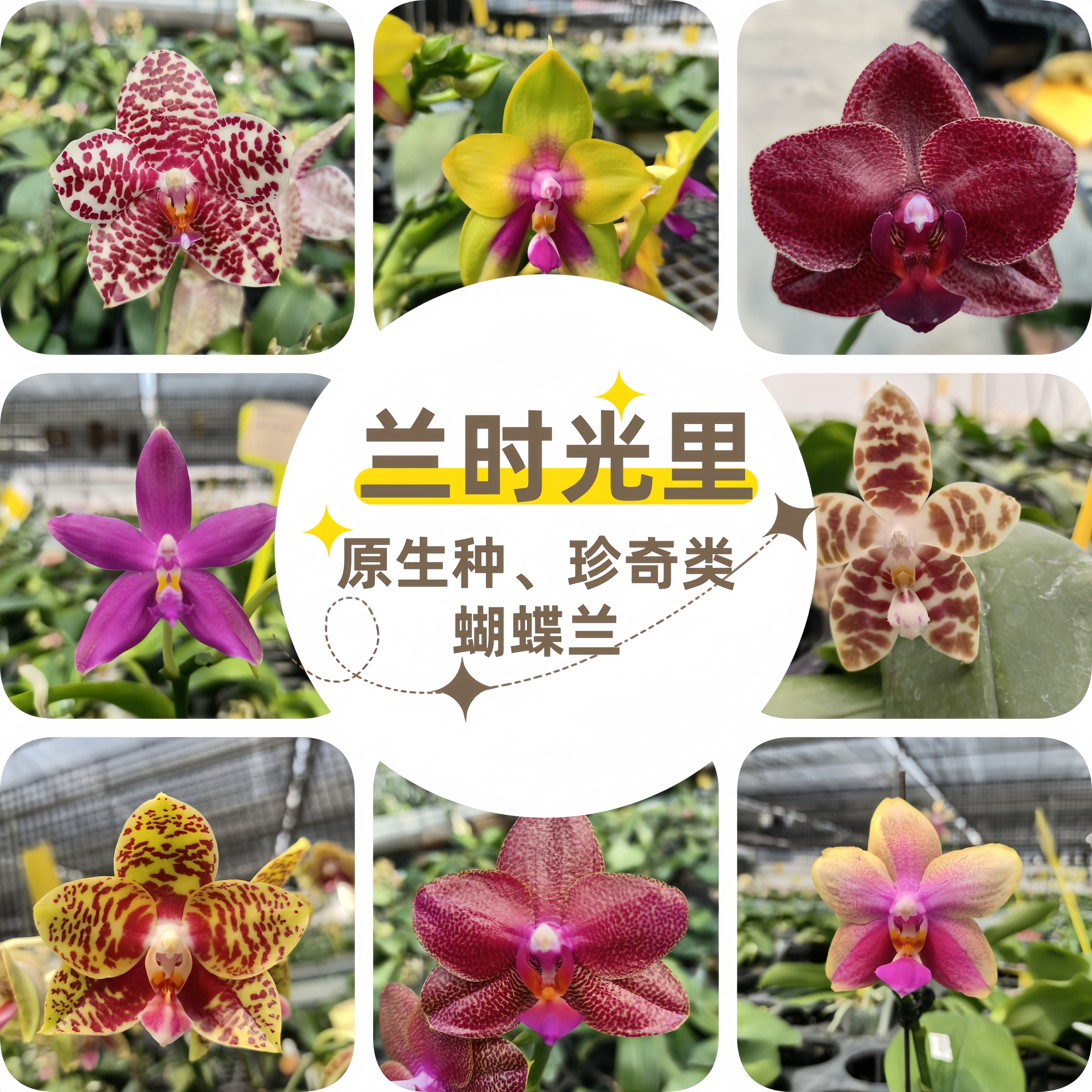 【特价不售后】一物一拍【4棵】【无根烂根叶瑕 梗/花不包损】蝴蝶兰