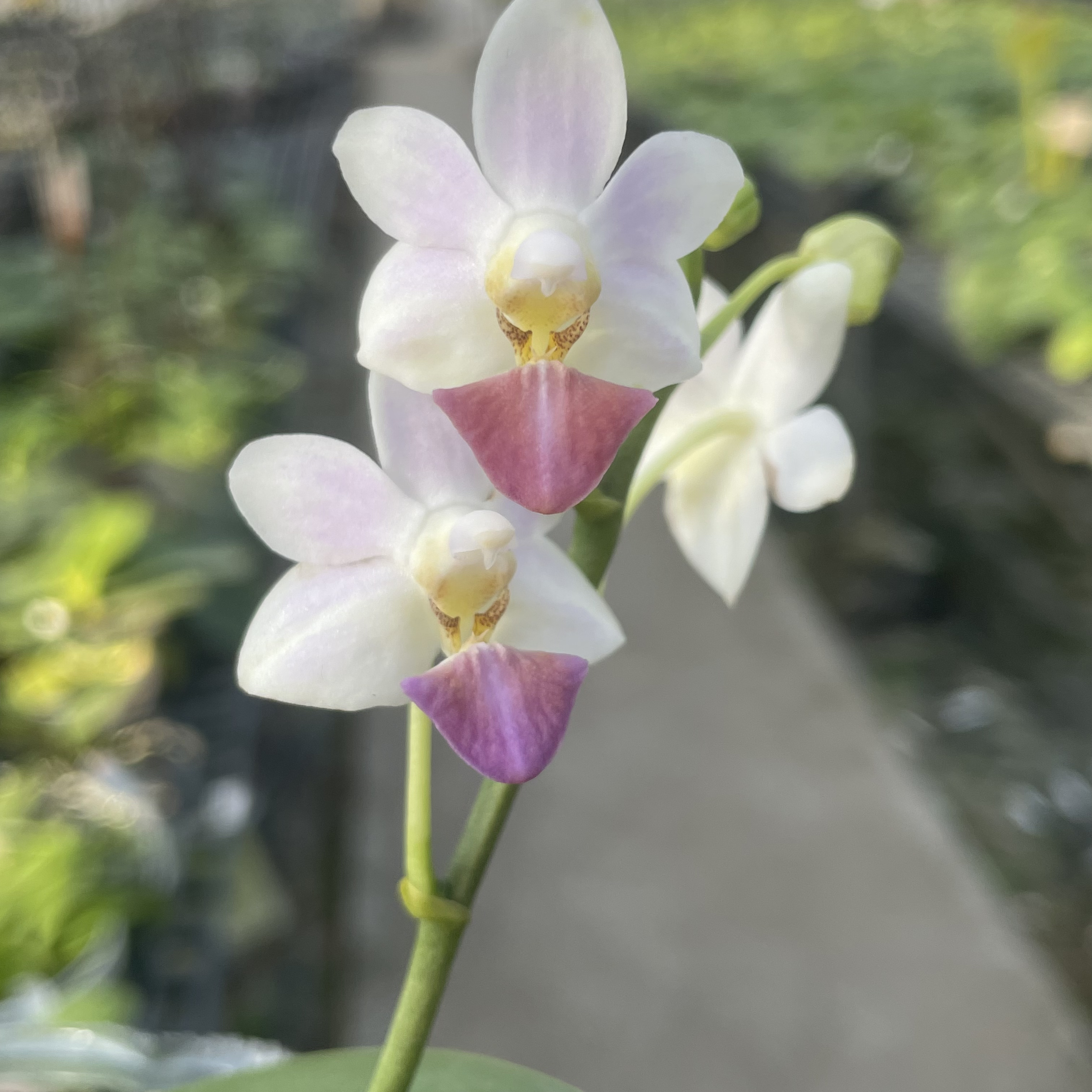 2.8寸  Phal. Evarise Blue Angel 'Violet'紫兔-开花株 趣味兰