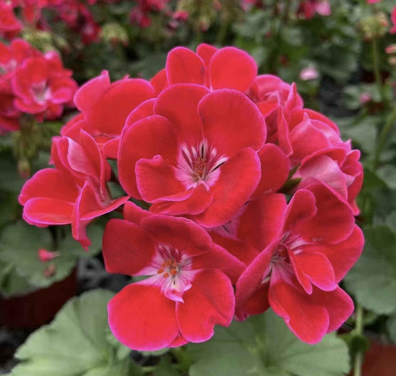 【英雄-丝绒质感 】直立天竺葵 单瓣大花丝绒质感（带花苞 包对版 ）