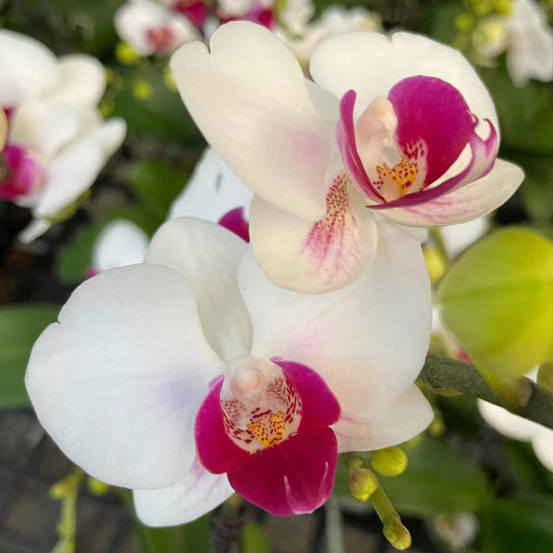 鑫花卉蝴蝶兰【避风港】小花型 一物一拍