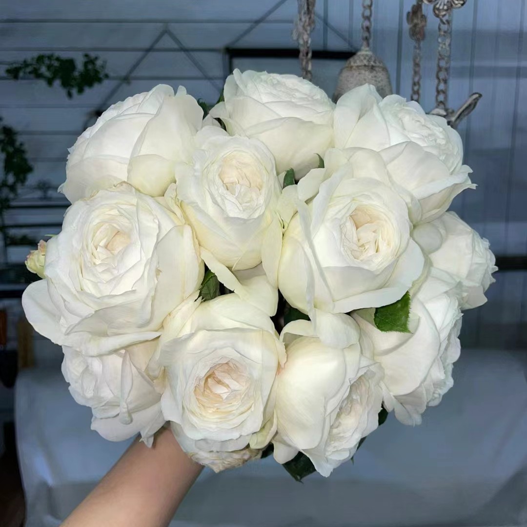【婚礼之路】纯白色月季大花浓香型风花勤花白玫瑰鲜花盆栽绿植花卉