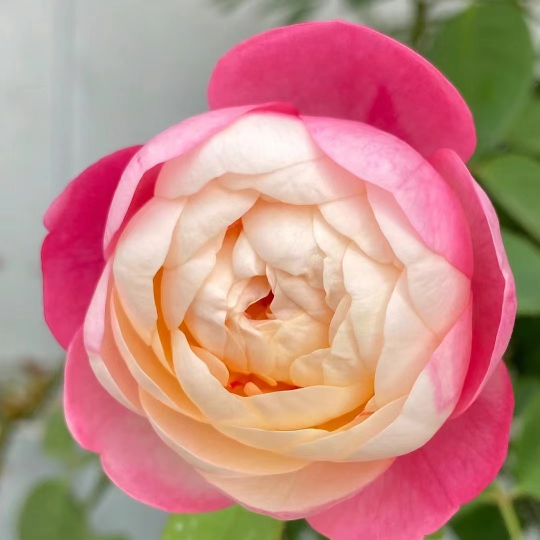 【和室】3＋小包子状杏粉色群花月季绿植