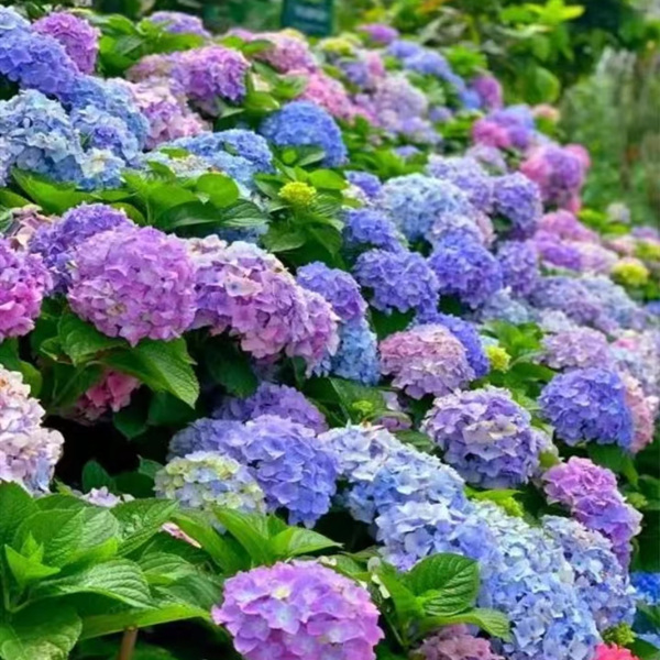 【三哥精选】2.5加仑无尽夏绣球 新手必入可调色 庭院地栽盆栽