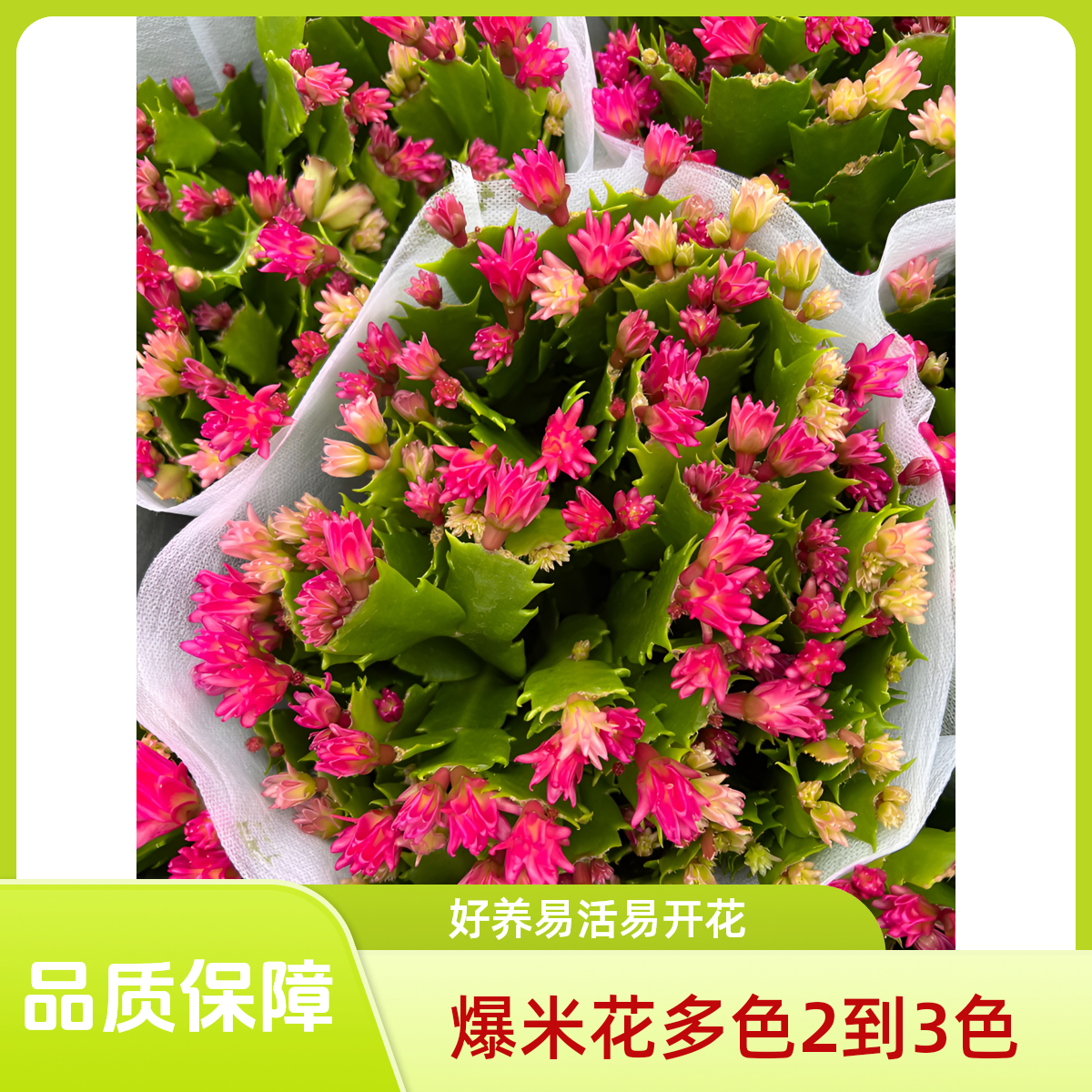 金品堂爆米花多色蟹爪兰盆栽带花苞发货室内阳台办公室花卉绿植
