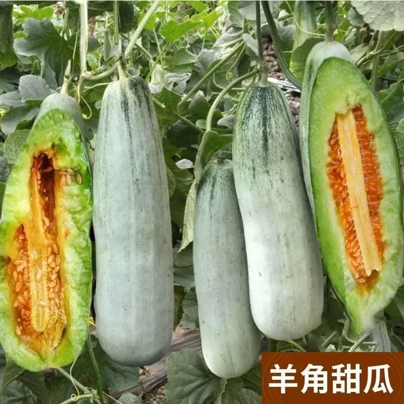 羊角蜜甜瓜种子甜高产春季四季阳台大田羊角脆香瓜种籽甜瓜种孑