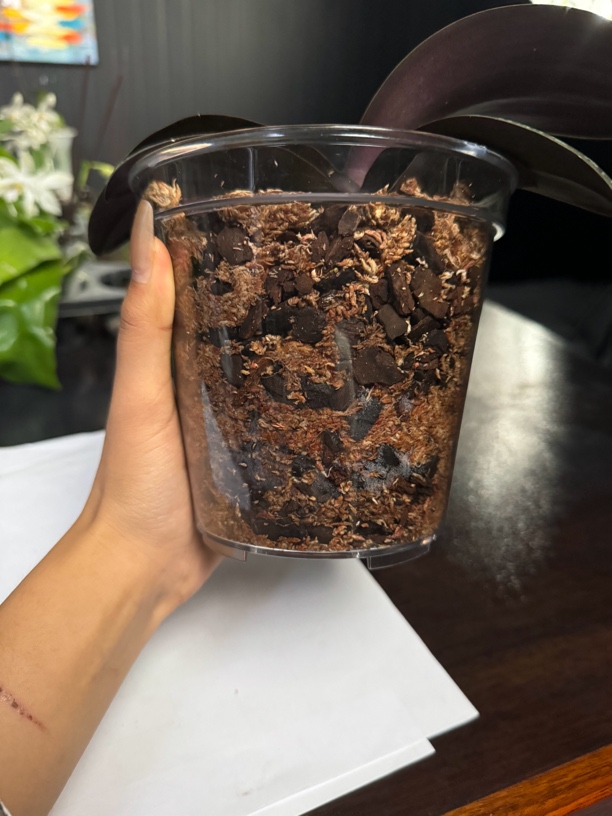 高透14口径透明杯 5盆一组 鲜花绿植