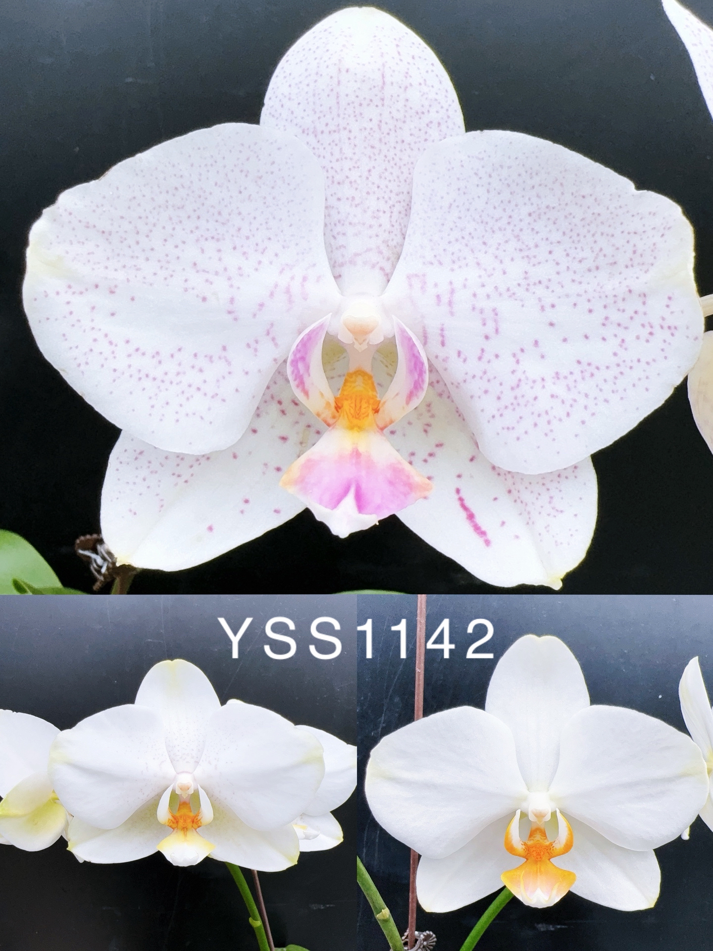 盈收 YSS1142大白V3交绿老虎3寸 苗株（剪花剑） 少根   叶片微瑕疵