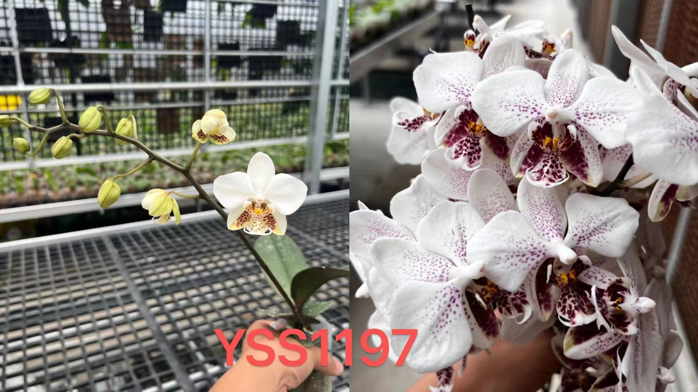 YSS1197 白银河交银河 3寸 苗株 少根 鲜花绿植