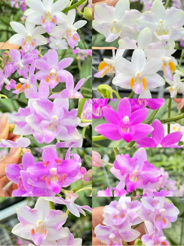 沙美娜珍交4N 实生 4.5寸  苗株 鲜花绿植 微疵  少根