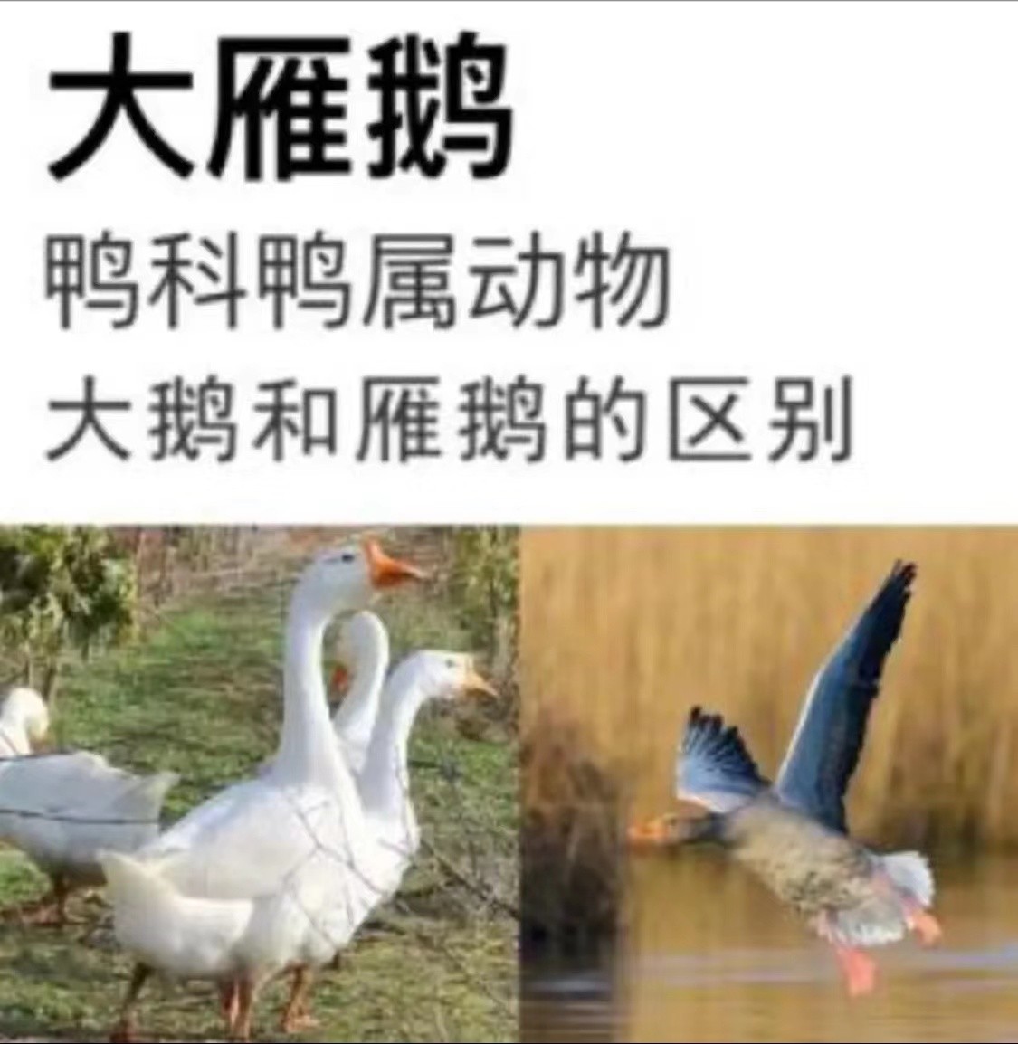 【买1只送1只】散养大雁鹅  单只3.6斤左右 连云港发货