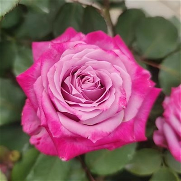 【3颗包邮】玛丽蒂姆月季庭院地栽耐寒耐旱抗病勤花切花玫瑰盆栽