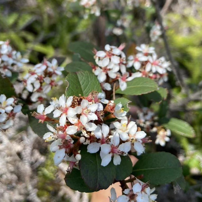 春花/栀子花/小叶赤楠/放大漏