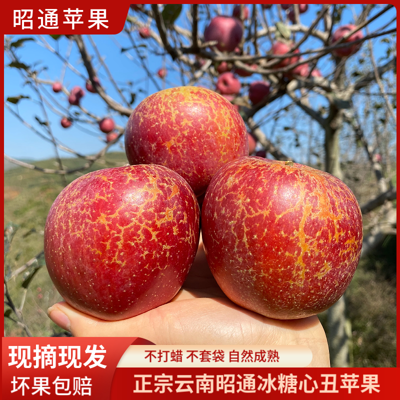 昭通丑苹果脆甜红富士应季水果新鲜当季5-10斤原生态