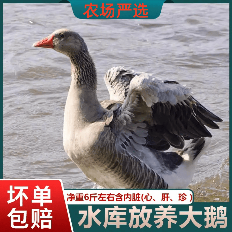【七七家】散养大灰鹅朗德鹅仔鹅现宰现发净重6斤左右含心肝 顺丰