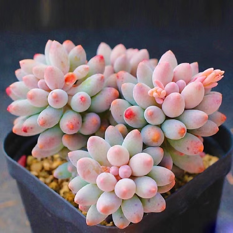 多头状态婴儿手指尺寸小带盆土种好新手易养活家庭小精品盆栽