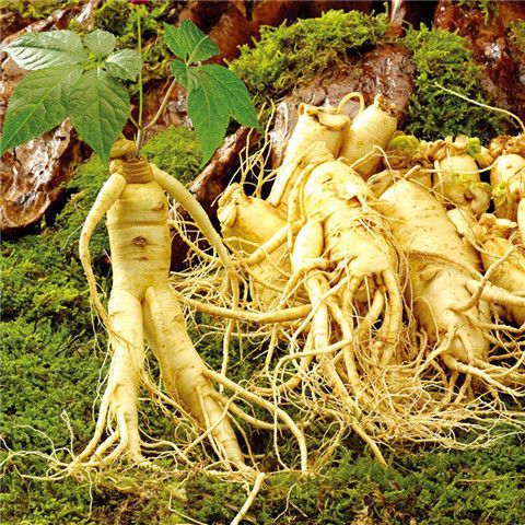 人参种子东北名贵药材种籽长白山人参水果种孑四季人参种籽子