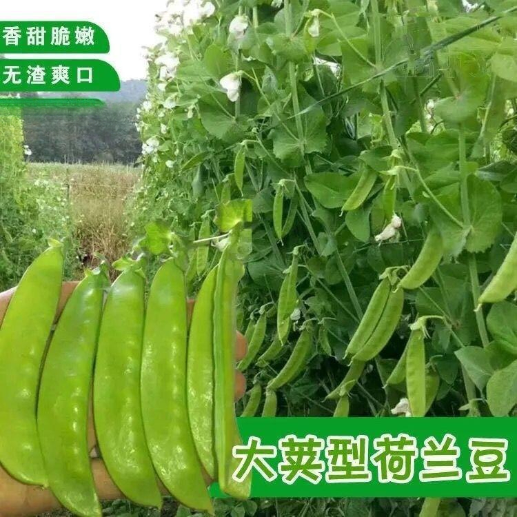 甜脆荷兰豆种子菜豌豆双花双夹高产耐寒农家自种秋冬季豆角菜种子