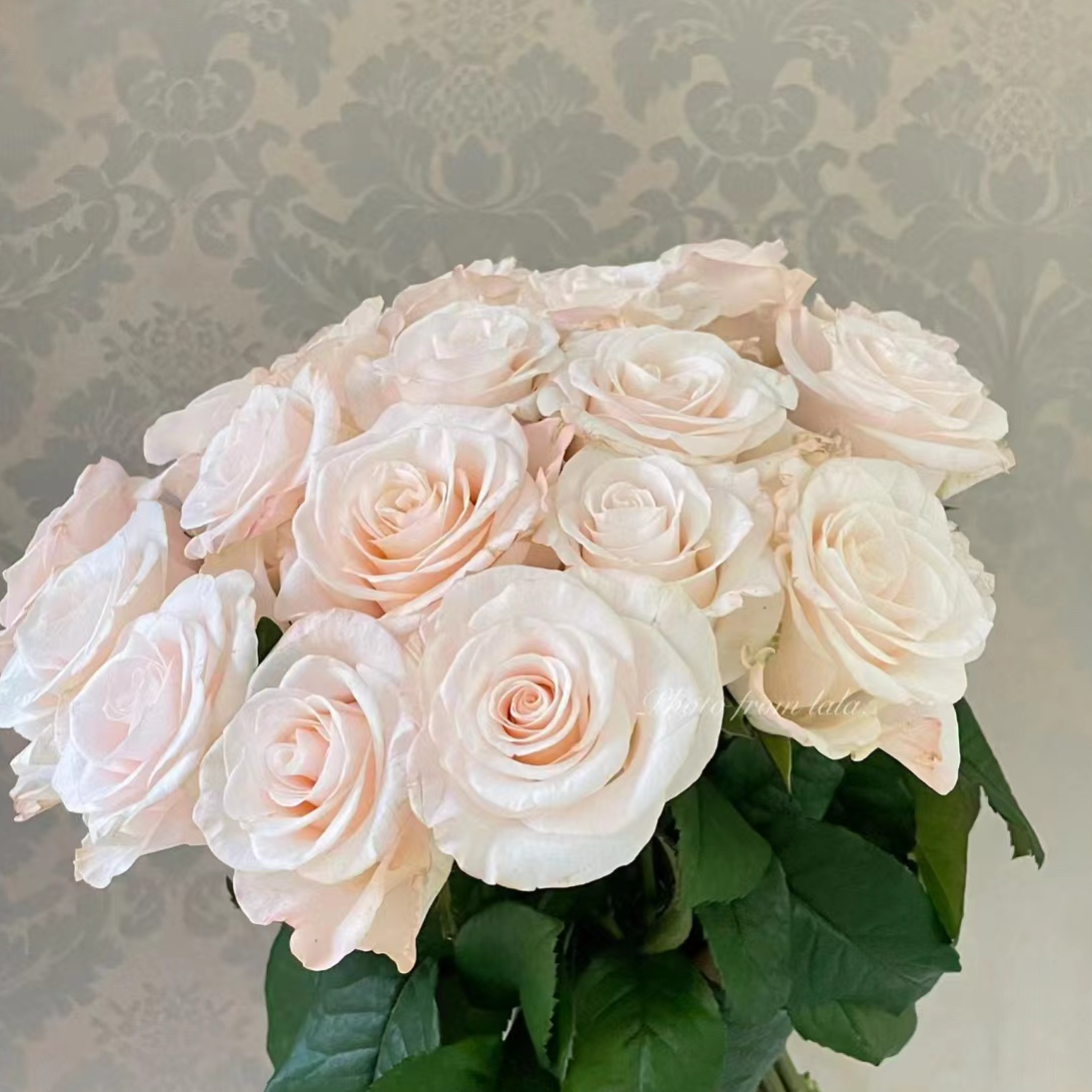 10枝【辛西娅】单头玫瑰 室内水养鲜切花 云南昆明基地直发