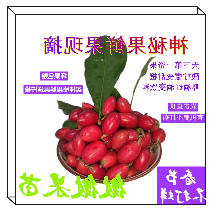 神秘果鲜果 送柠檬神奇酸变甜解酒 蜜拉圣果罕见时令水果变味果