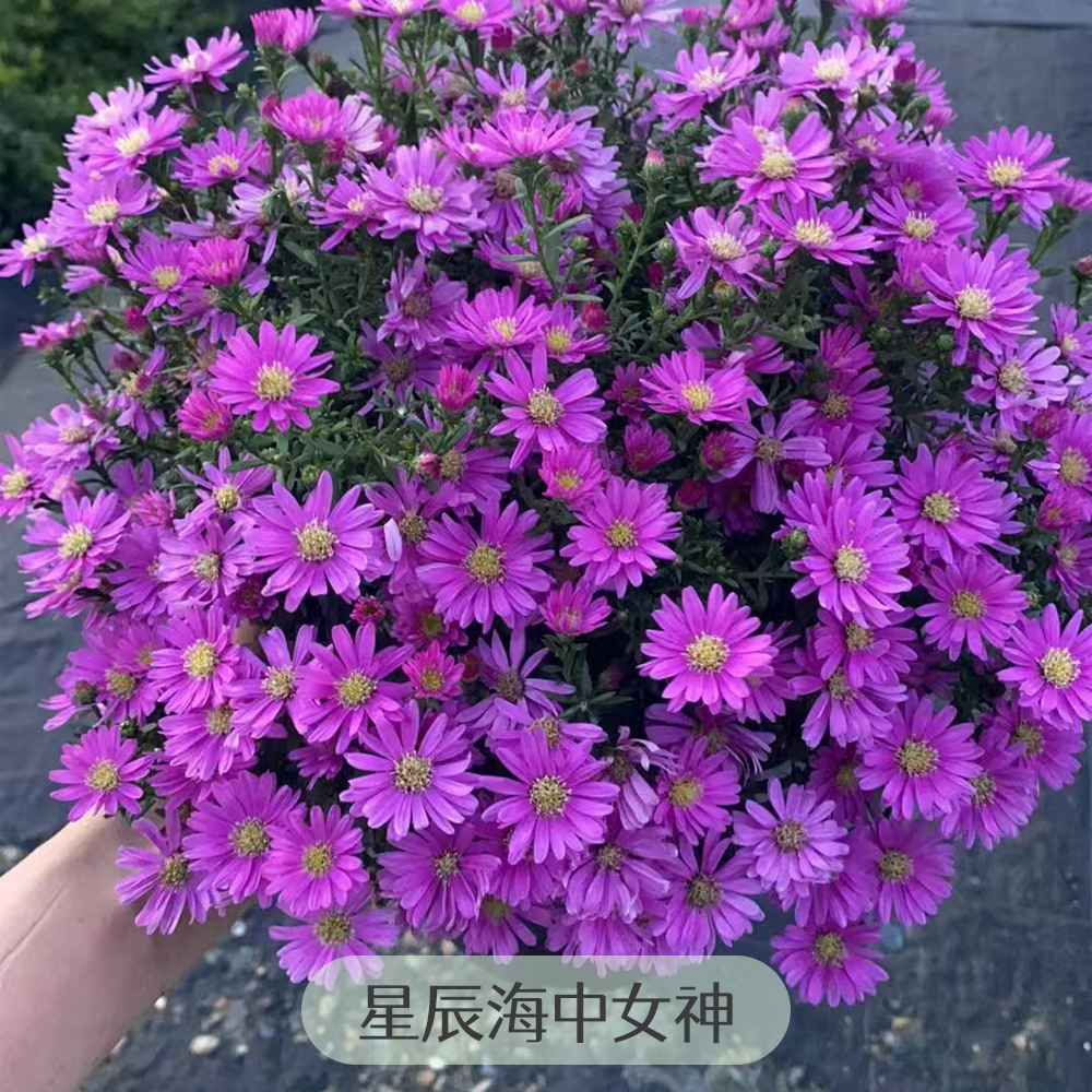 海蒂的花园荷兰菊紫菀星辰海中女神盆栽苗花卉植物草花阳台易养护