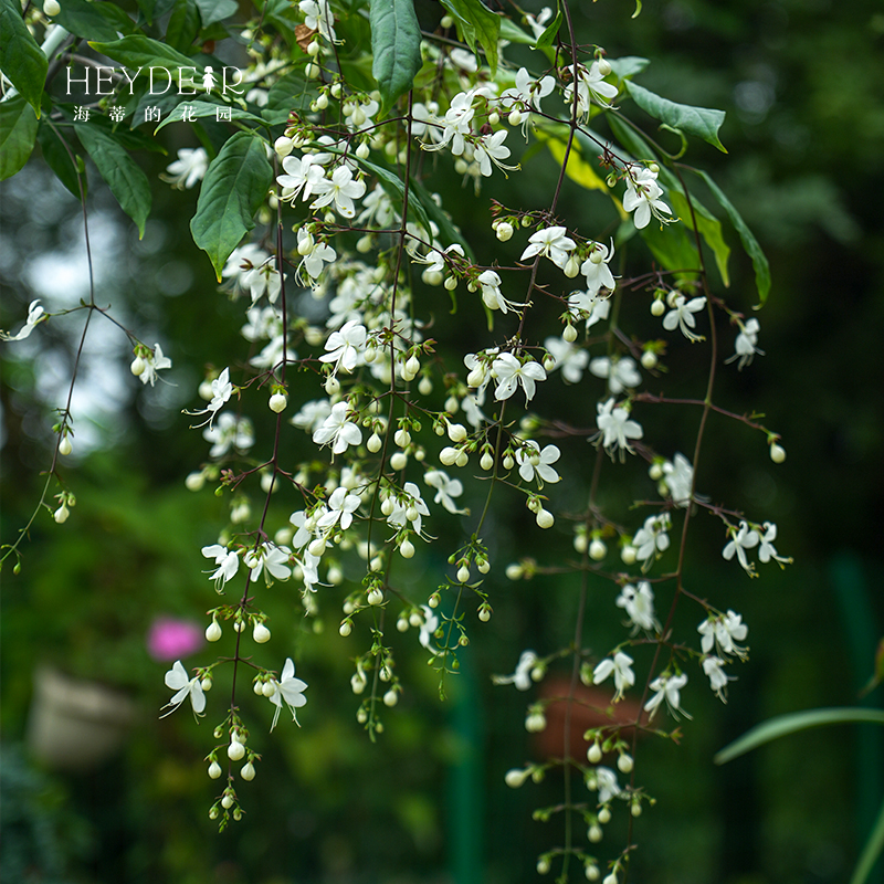 海蒂的花园垂丝茉莉花清新淡雅阳台厅堂室内可养护花卉植物盆栽苗