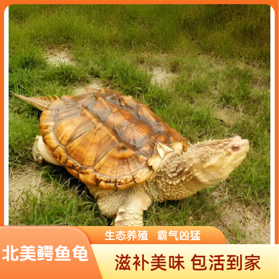 L1包邮包活外塘冷水养殖北美鳄鱼龟煲汤红烧观赏大鳄食用活物