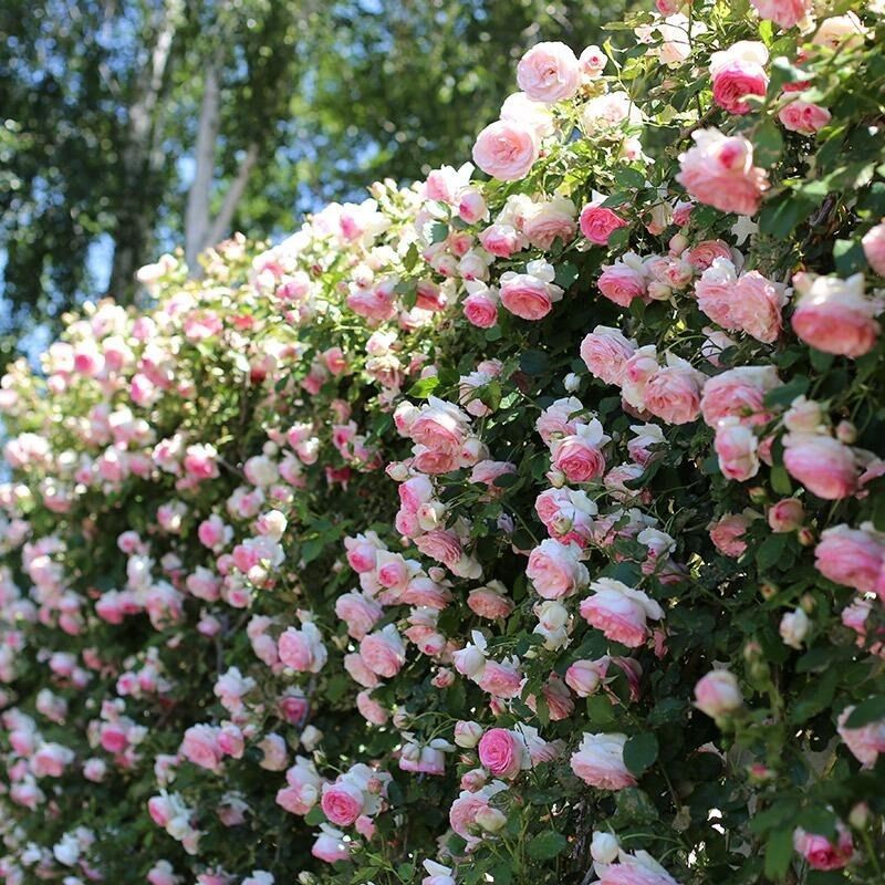 【新疆包邮】爬墙蔷薇花种籽四季播种开花月季爬藤植物