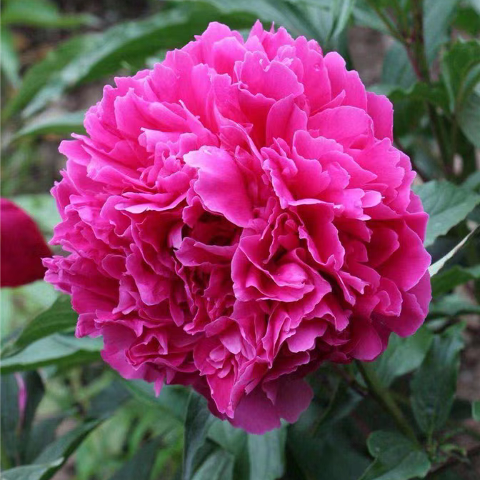 【大富贵】盆养芍药 原盆原土发货-庭院阳台花卉