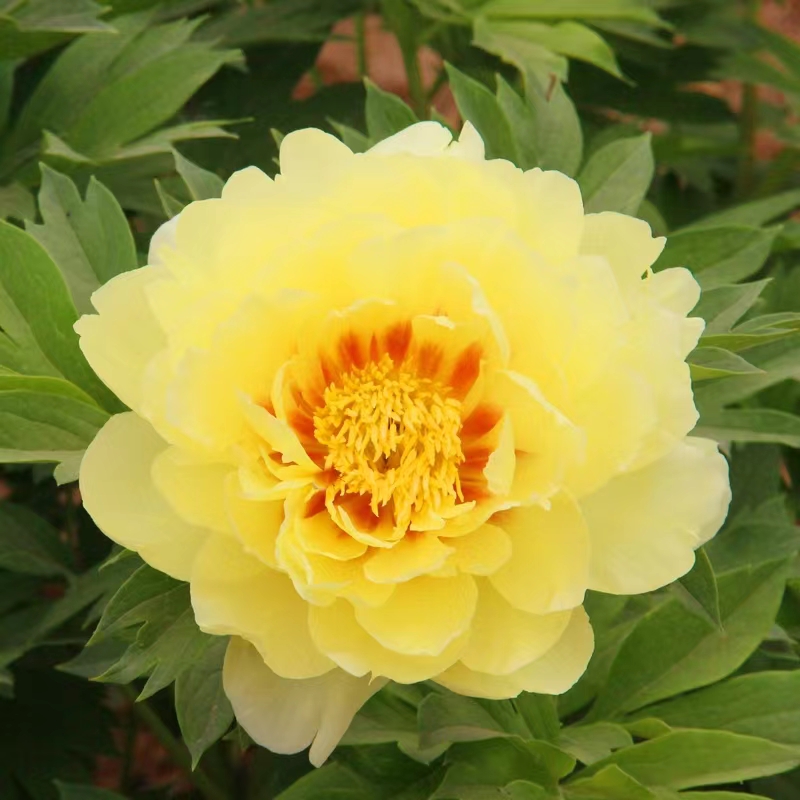 【芭茨拉】盆栽芍药 原盆原土发货-庭院阳台花卉