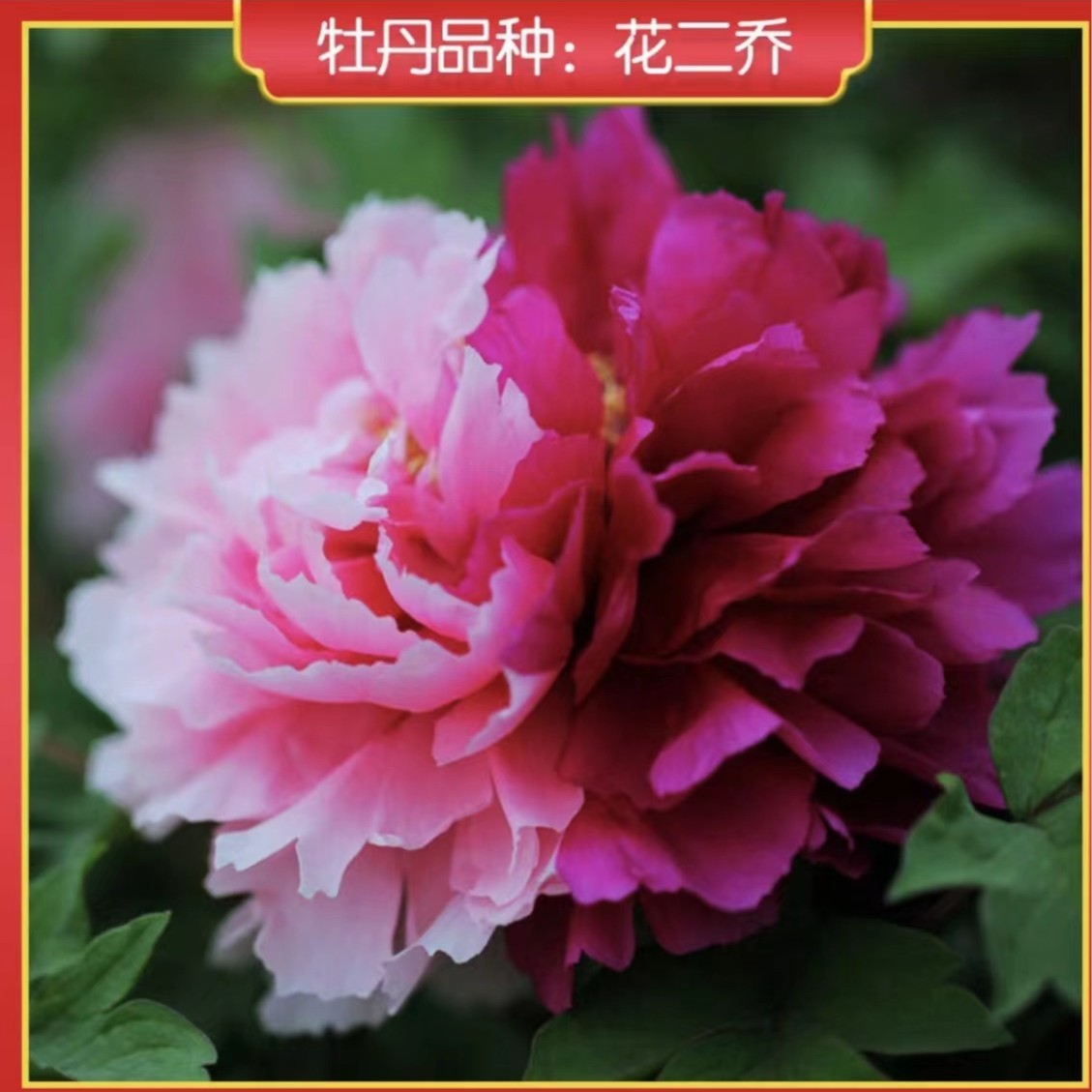 【花二乔】复色系牡丹-原盆原土发货