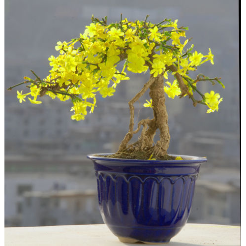 迎春花盆栽 精品提根造型盆景树桩 小叶虎蹄迎春室内盆景绿植盆栽