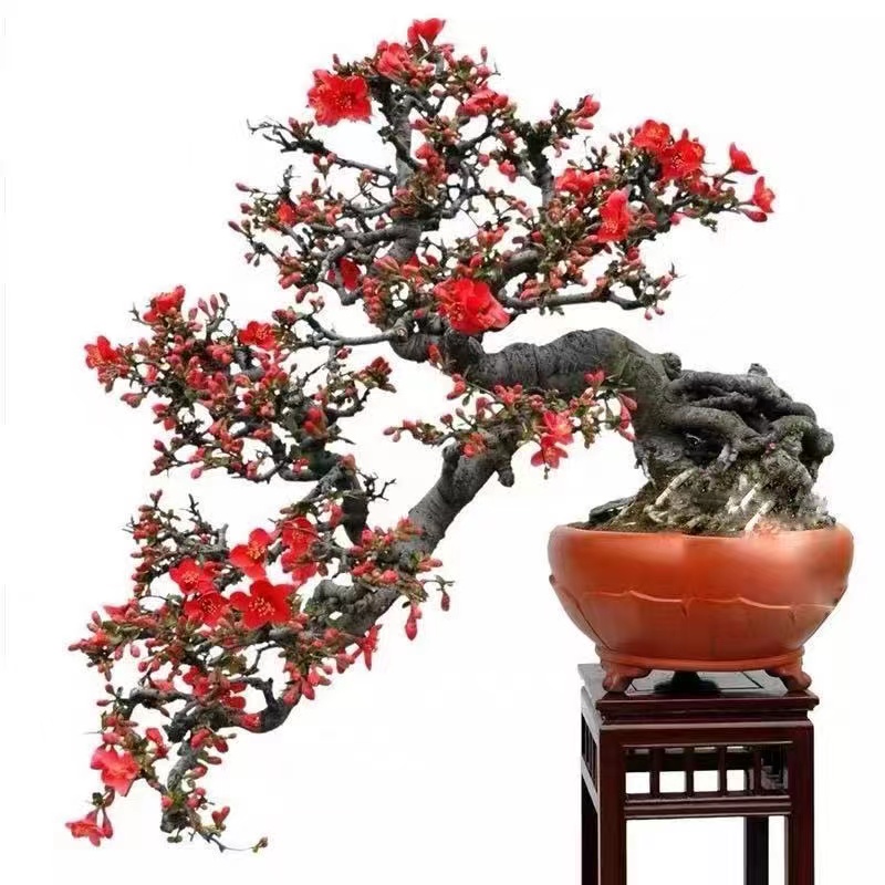 一物一拍海棠老桩春季美观栽培海棠花植物庭院植物庭院白色粉色