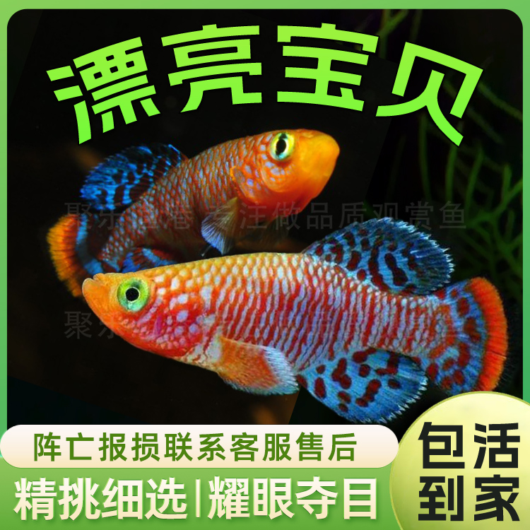 漂亮宝贝鳉漂亮的宝贝鱼贡氏圆尾鳉科鱼热带观赏鱼淡水魔法鱼活体