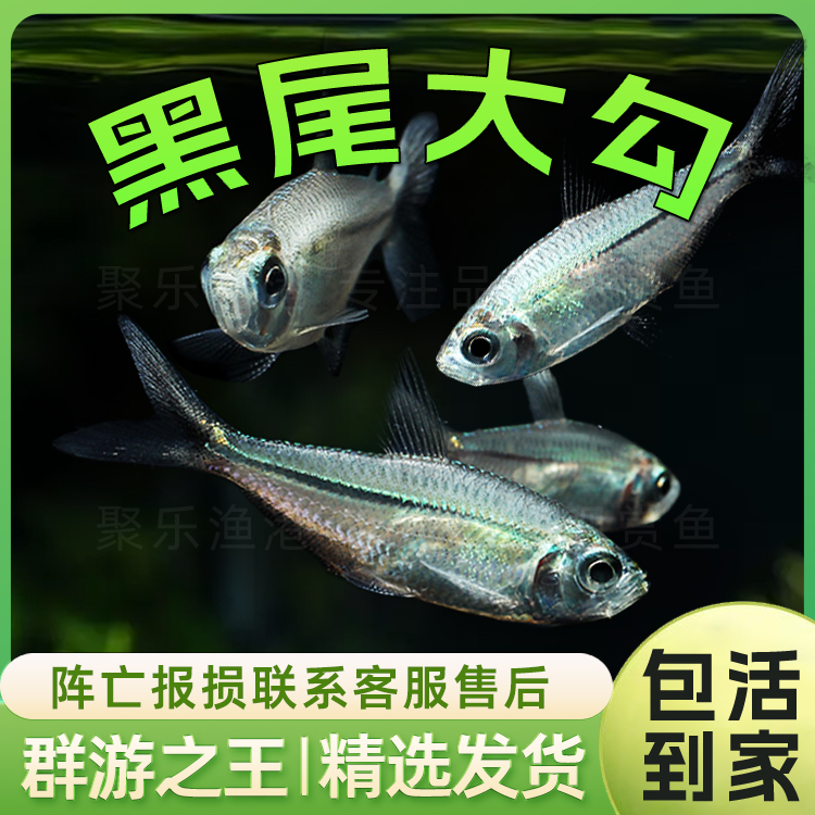 黑尾大勾黑大勾红大勾热带鱼观赏鱼宠物鱼小型鱼南美草缸群游活体